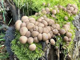 Attēlu rezultāti vaicājumam “Lycoperdon pyriforme young”