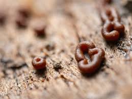 Attēlu rezultāti vaicājumam “Ophiotheca chrysosperma macro”