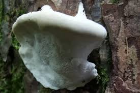 Attēlu rezultāti vaicājumam “Climacocystis borealis”