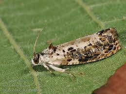 Attēlu rezultāti vaicājumam “Hedya salicella”