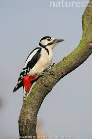 Attēlu rezultāti vaicājumam “Dendrocopos major female”