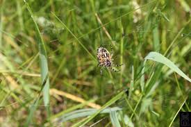 Attēlu rezultāti vaicājumam “Aculepeira ceropegia”
