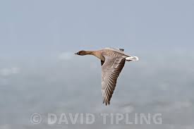 Attēlu rezultāti vaicājumam “Anser brachyrhynchus adult”