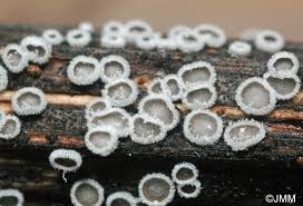 Attēlu rezultāti vaicājumam “Lachnella alboviolascens”