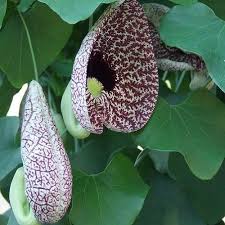 Attēlu rezultāti vaicājumam “Aristolochia durior flower”