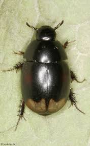 Attēlu rezultāti vaicājumam “Hydrophilidae”