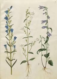 Attēlu rezultāti vaicājumam “Gentiana pneumonanthe”