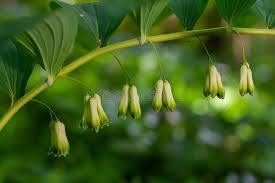 Attēlu rezultāti vaicājumam “Polygonatum multiflorum  flower”