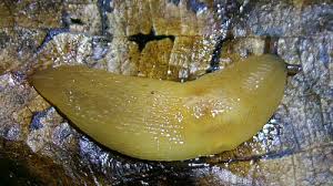 Attēlu rezultāti vaicājumam “Malacolimax tenellus”