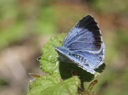 Attēlu rezultāti vaicājumam “Celastrina argiolus underside”