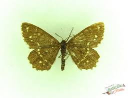 Attēlu rezultāti vaicājumam “Chiasmia clathrata”