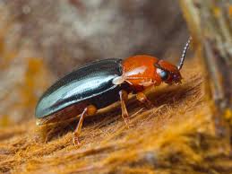 Attēlu rezultāti vaicājumam “Triplax russica”