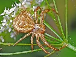 Attēlu rezultāti vaicājumam “Xysticus bifasciatus female”