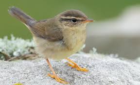 Image result for Phylloscopus schwarzi