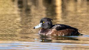 Image result for Aythya fuligula