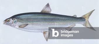 Image result for Coregonus clupeaformis