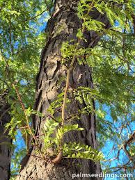Attēlu rezultāti vaicājumam “Gleditsia triacanthos leaf”