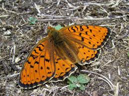 Attēlu rezultāti vaicājumam “Argynnis niobe”