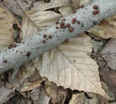 Attēlu rezultāti vaicājumam “Hypoxylon multiforme”