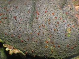 Attēlu rezultāti vaicājumam “Nectria episphaeria”