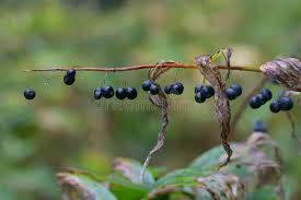 Attēlu rezultāti vaicājumam “Polygonatum multiflorum  fruit”
