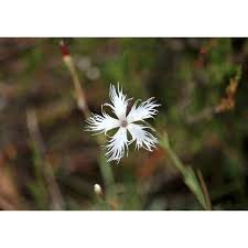 Attēlu rezultāti vaicājumam “Dianthus arenarius flower”