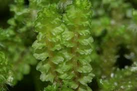 Attēlu rezultāti vaicājumam “Tritomaria”