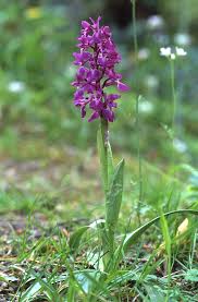 Attēlu rezultāti vaicājumam “Orchis mascula”