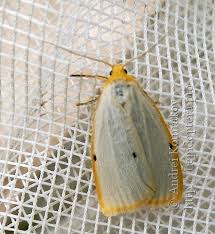 Attēlu rezultāti vaicājumam “Cybosia mesomella”