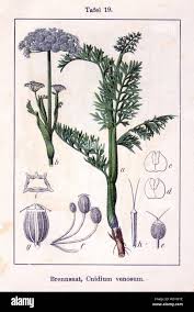 Attēlu rezultāti vaicājumam “Cnidium dubium”