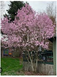Attēlu rezultāti vaicājumam “Magnolia x loebneri”