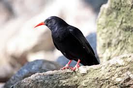 Image result for Pyrrhocorax pyrrhocorax