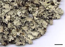 Attēlu rezultāti vaicājumam “Hypotrachyna sp.”