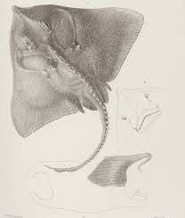 Image result for Amblyraja hyperborea