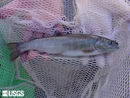 Image result for Salvelinus confluentus