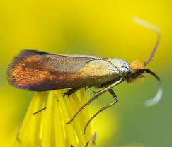 Attēlu rezultāti vaicājumam “Adelidae”