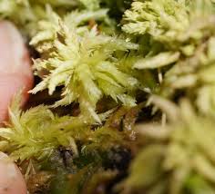 Attēlu rezultāti vaicājumam “Sphagnum contortum”
