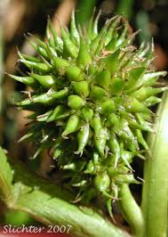 Attēlu rezultāti vaicājumam “Sparganium minimum fruit”