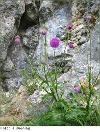 Image result for Alpendistel