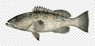 Image result for Mycteroperca microlepis