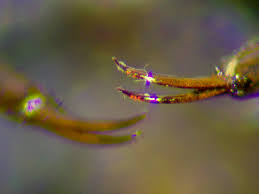 Attēlu rezultāti vaicājumam “Rhantus frontalis”