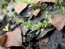 Attēlu rezultāti vaicājumam “Calliergon cordifolium”