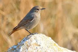 Attēlu rezultāti vaicājumam “Phoenicurus ochruros female”