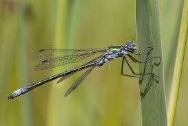 Attēlu rezultāti vaicājumam “Lestes dryas male”