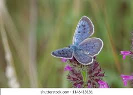 Attēlu rezultāti vaicājumam “Phengaris arion underside”