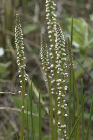 Attēlu rezultāti vaicājumam “Triglochin maritimum flower”
