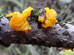 Attēlu rezultāti vaicājumam “Tremella mesenterica”