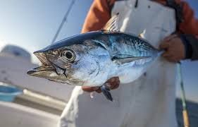 Image result for Euthynnus alletteratus