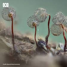 Attēlu rezultāti vaicājumam “Cribraria purpurea spores”