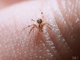 Attēlu rezultāti vaicājumam “Theridiidae”